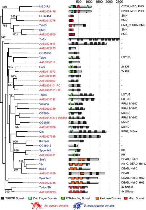 tudor domain sequence|drosophila tudor website.